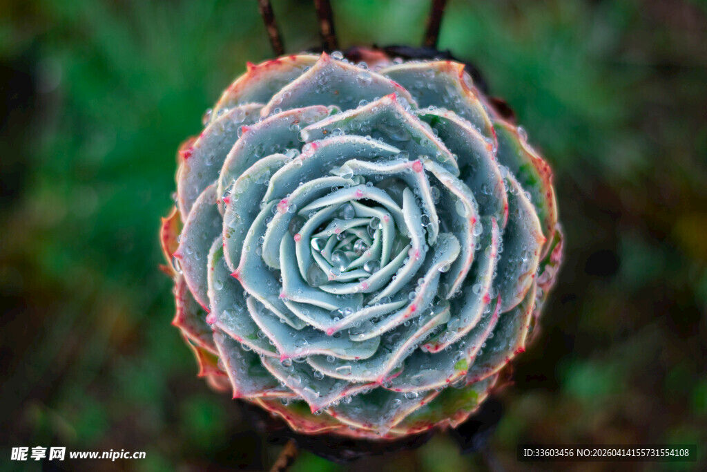 蓝粉色系多肉植物特写