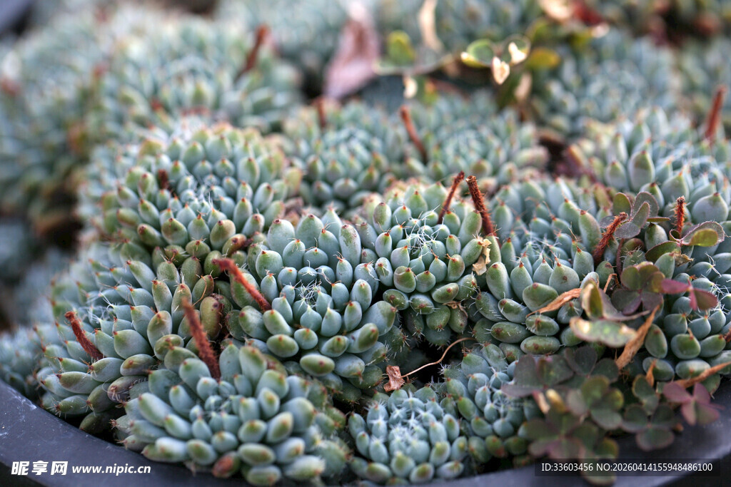 多肉植物特写