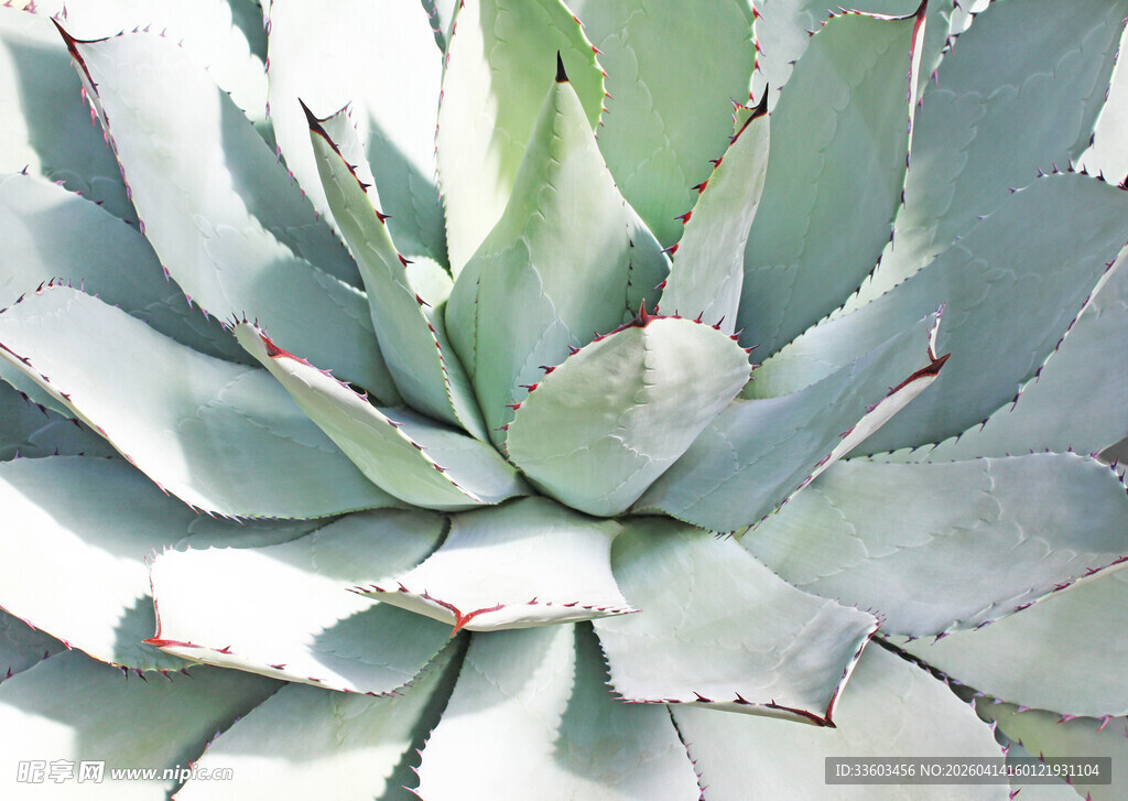 蓝绿色芦荟特写