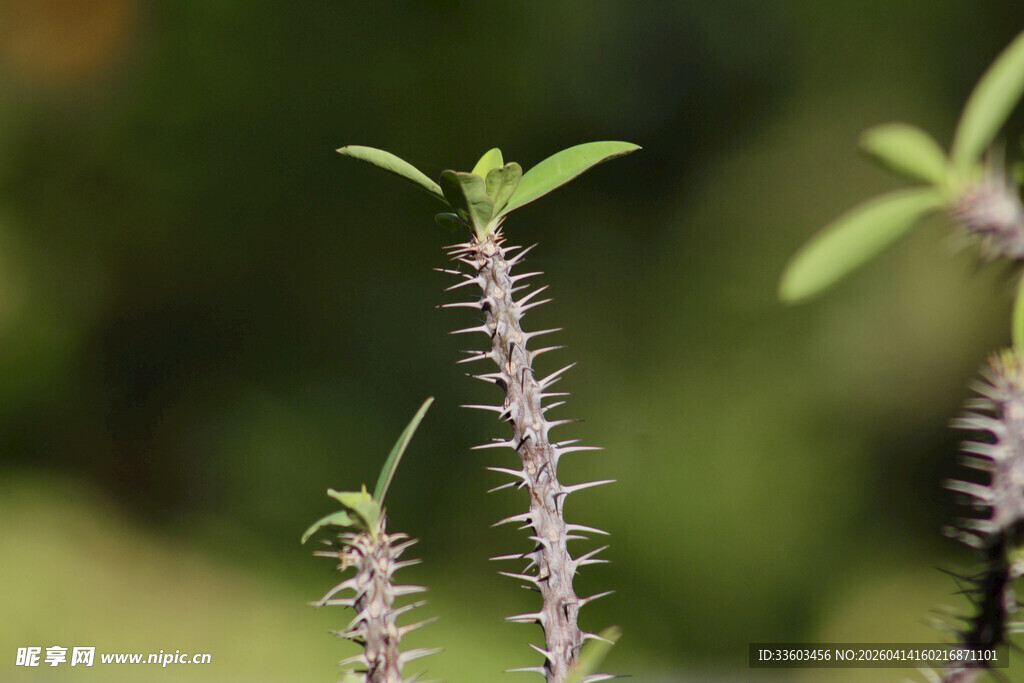 紫色小花与嫩绿植物