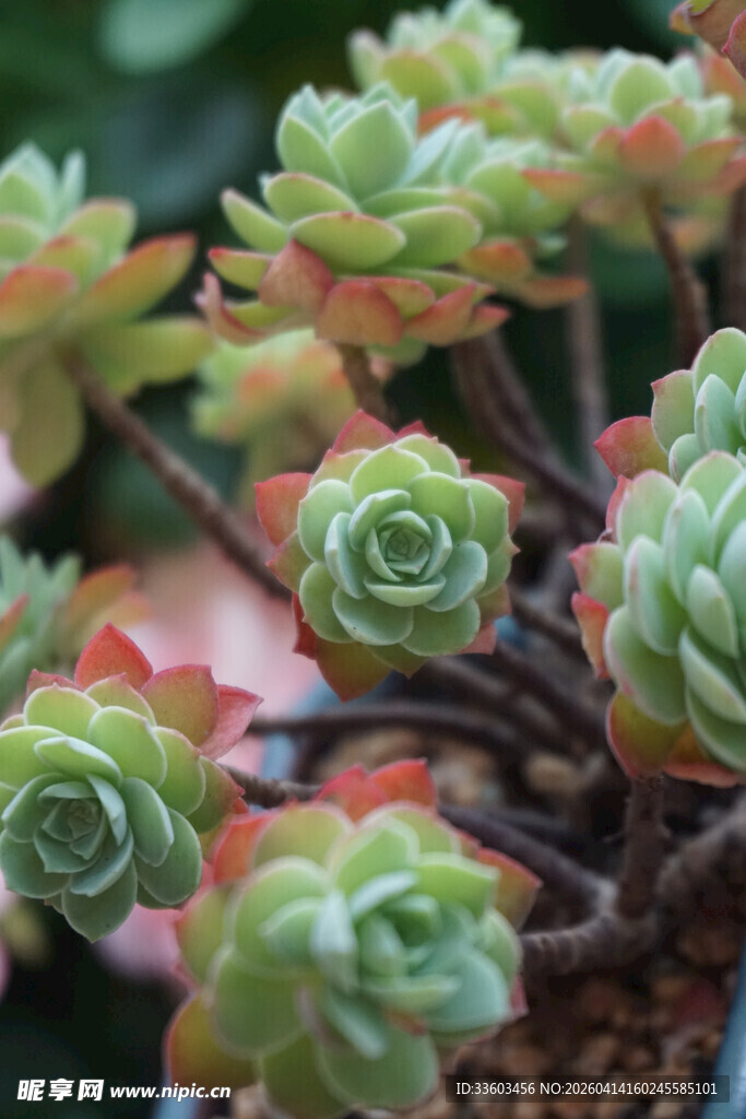 可爱多肉植物特写
