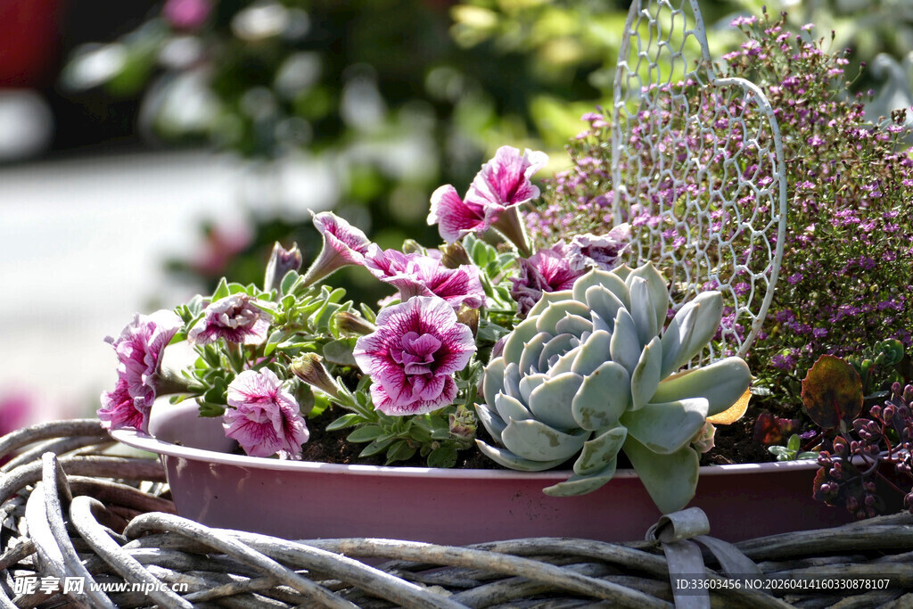 花盆中的多彩花卉与绿植