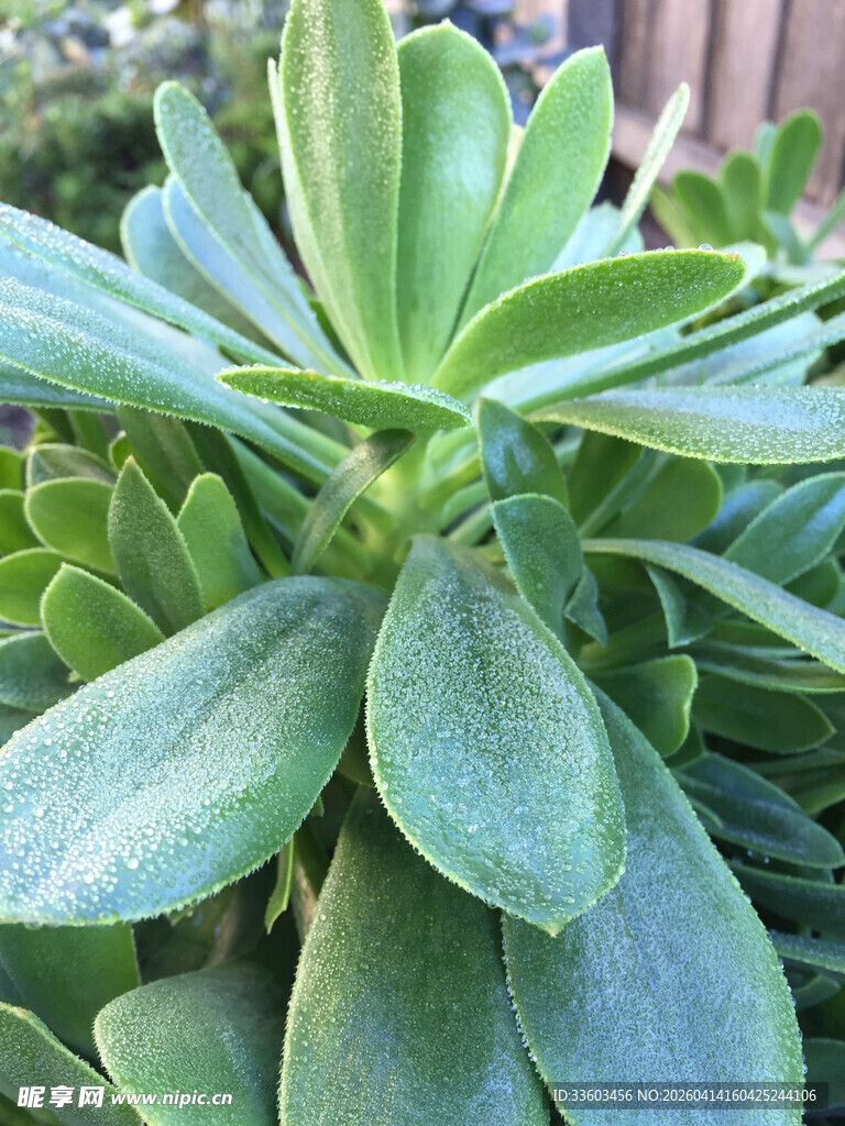 翠绿多肉植物特写