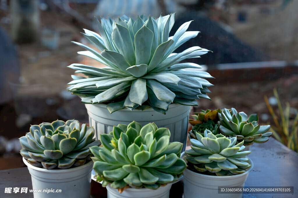 多肉植物组合盆栽