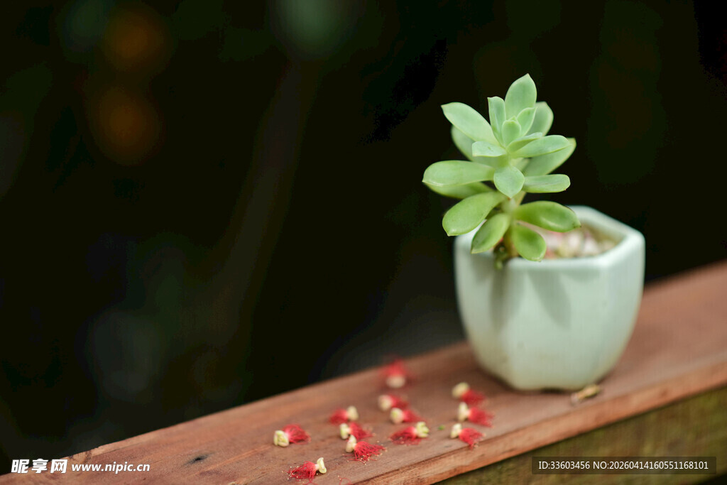 白色花盆中的小巧多肉