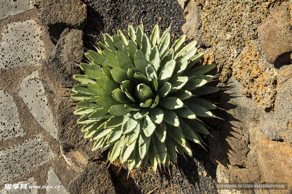 石缝中的翠绿多肉植物