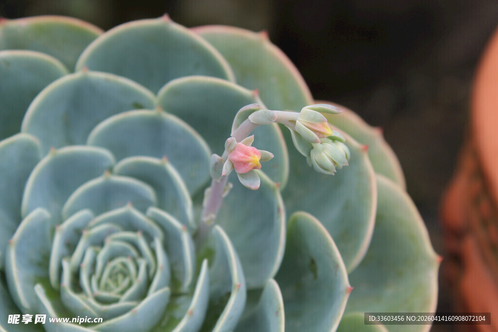 蓝绿色多肉植物带小花