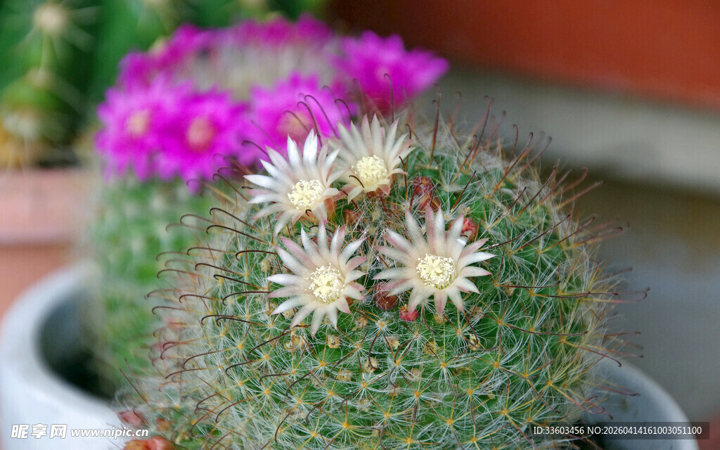 可爱仙人掌盆栽绽放小花
