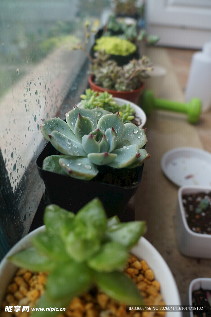 多样多肉植物盆栽展示