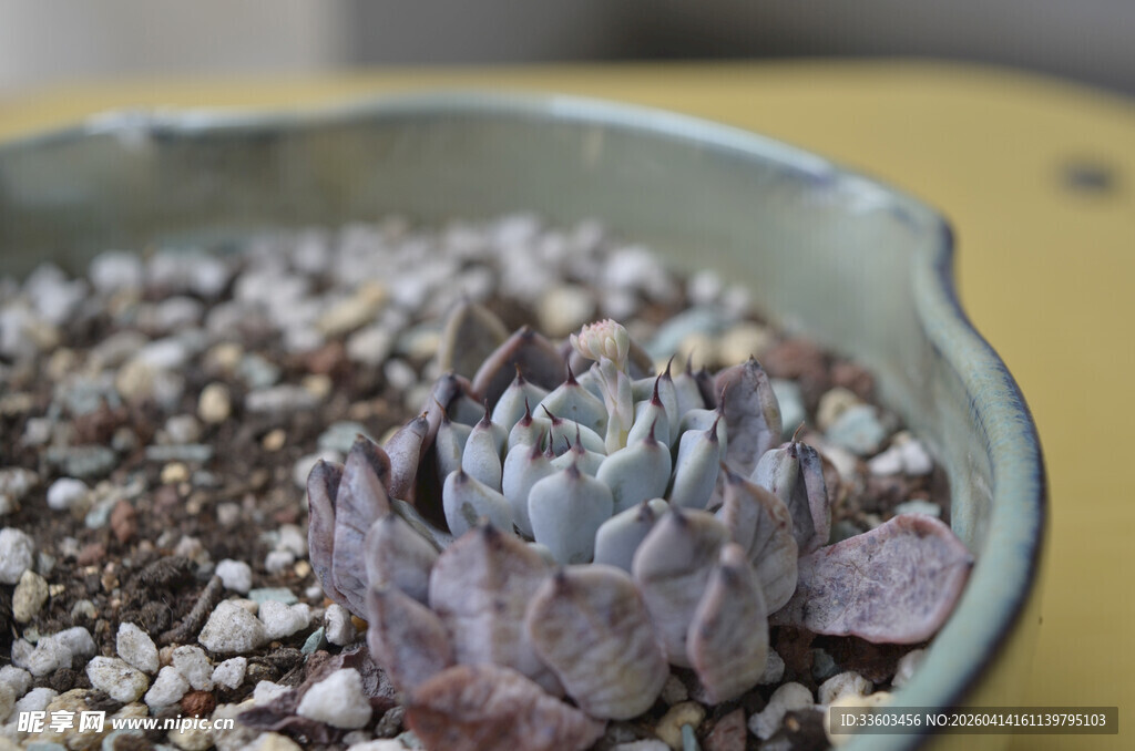 精致盆栽中的紫色多肉植物