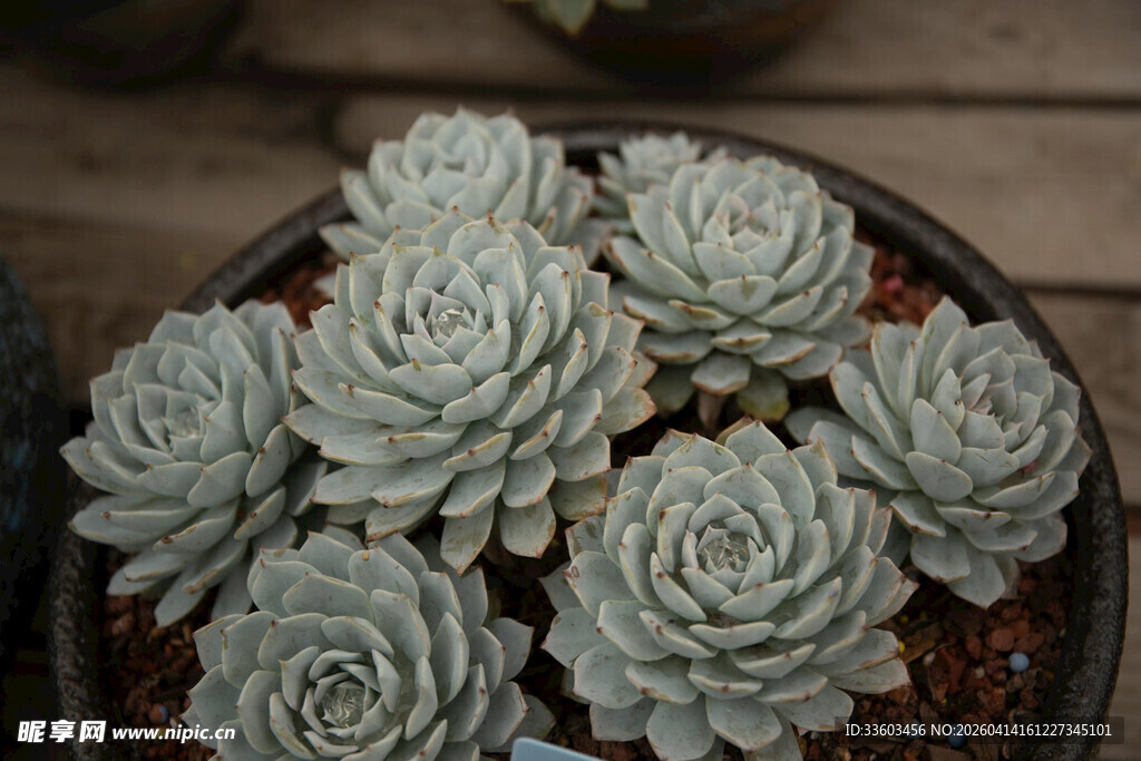 精致灰蓝多肉植物盆栽