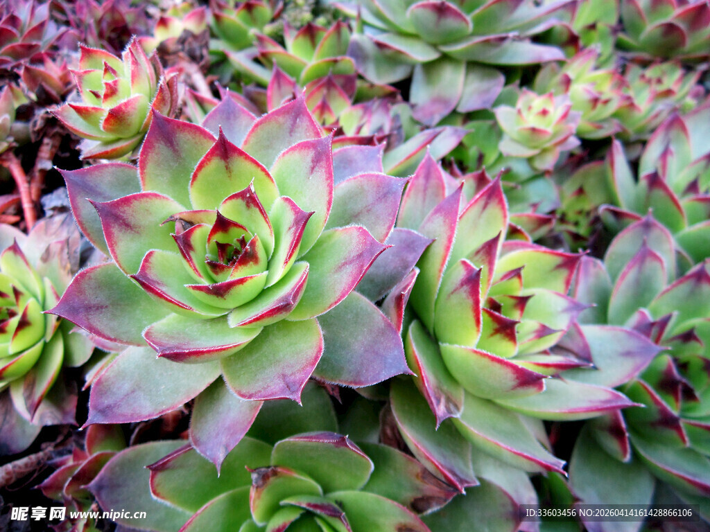多彩多肉植物特写