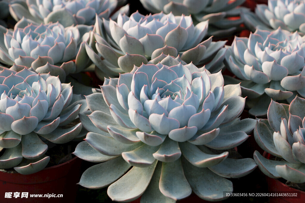 蓝灰色多肉植物群