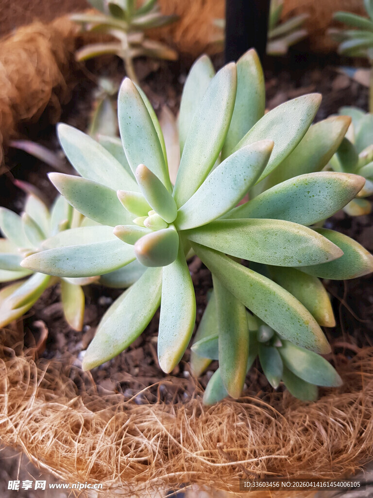 精致盆栽多肉植物特写