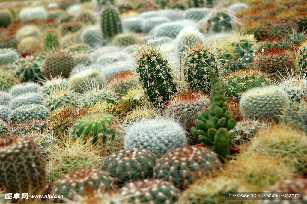 多彩仙人掌群景