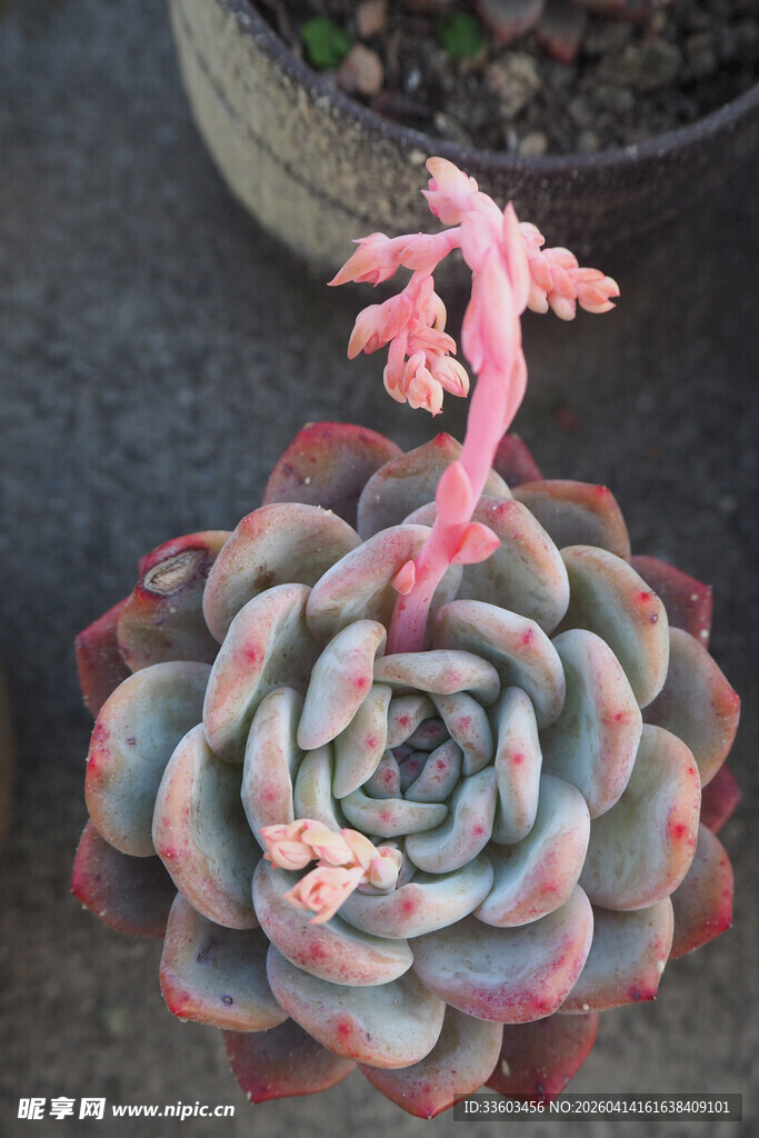粉边多肉植物特写