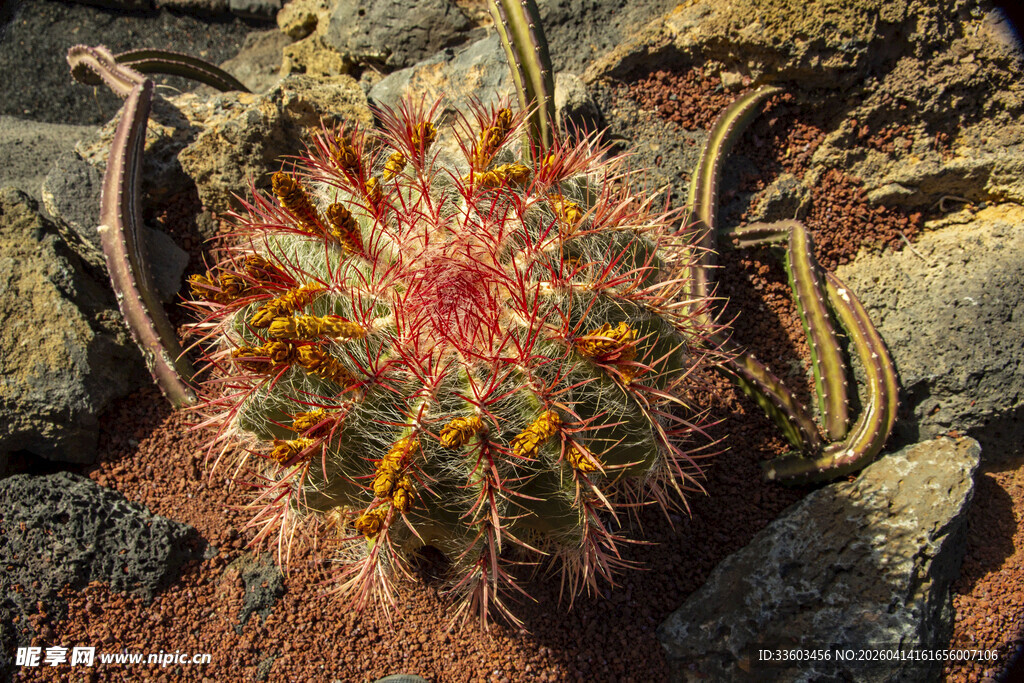 绚丽多彩的带刺仙人球