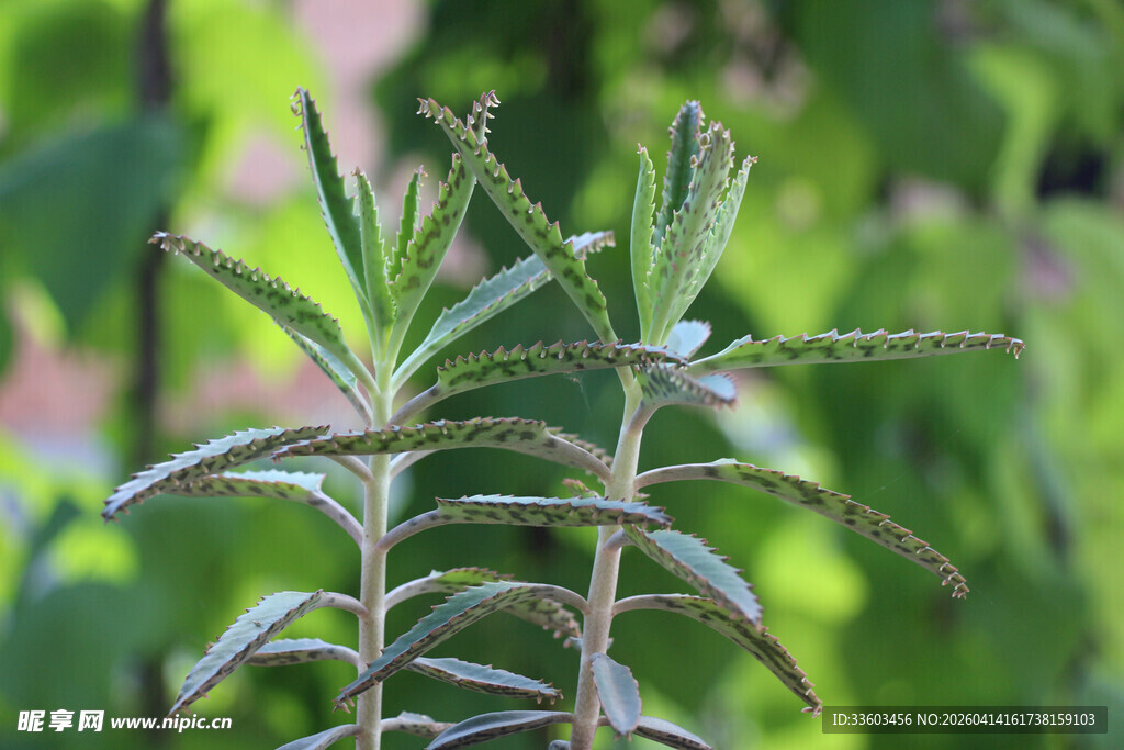 迷迭香植物特写