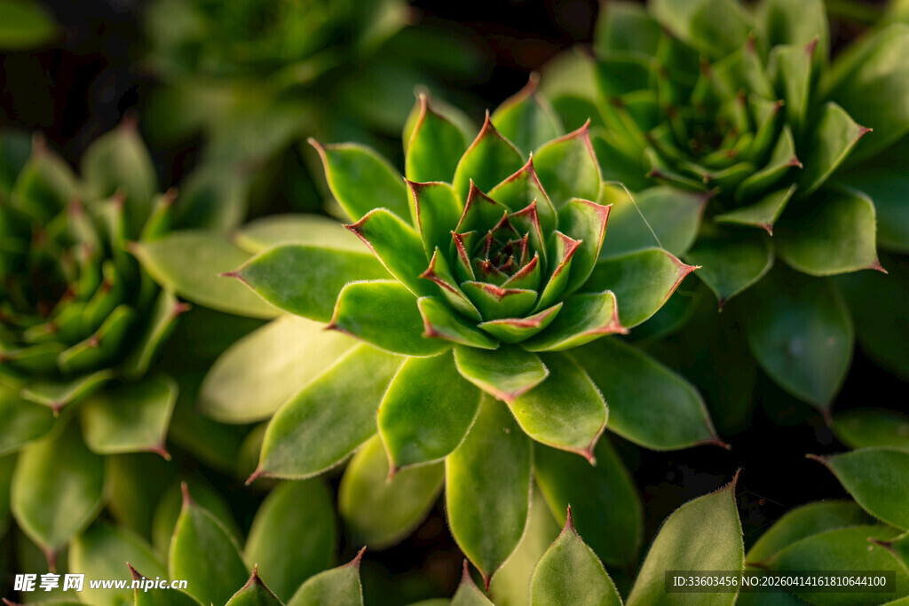 翠绿多肉植物特写