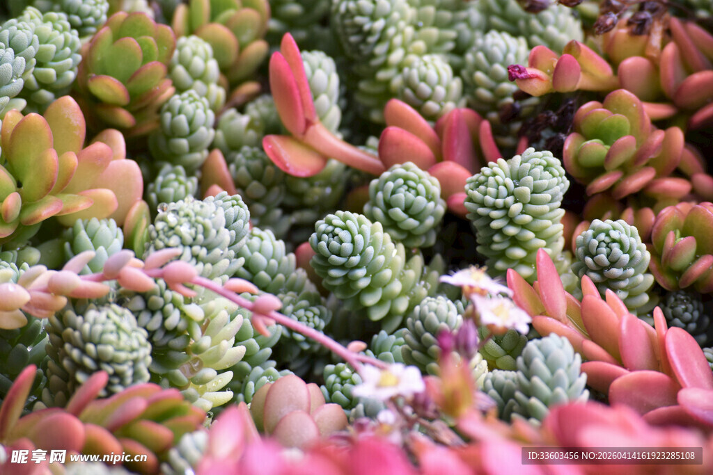 多彩多肉植物特写