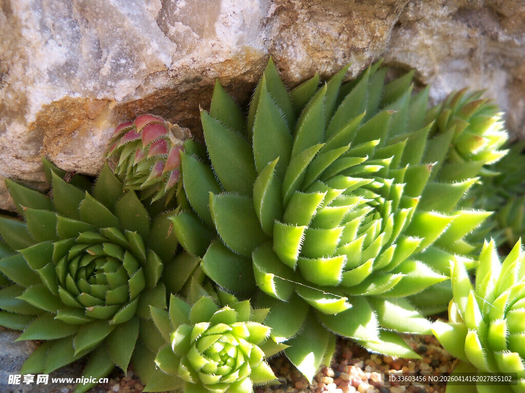 翠绿多肉植物生机满满