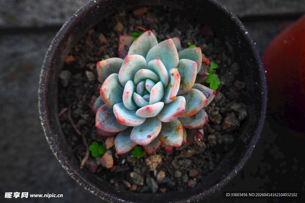 多彩多肉植物盆栽