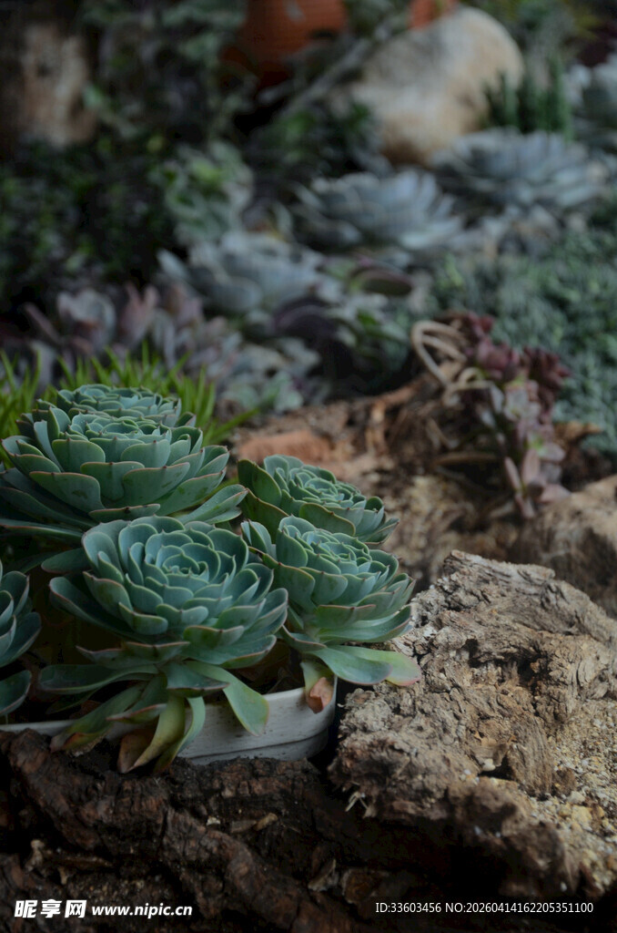 石缝间的翠绿多肉植物