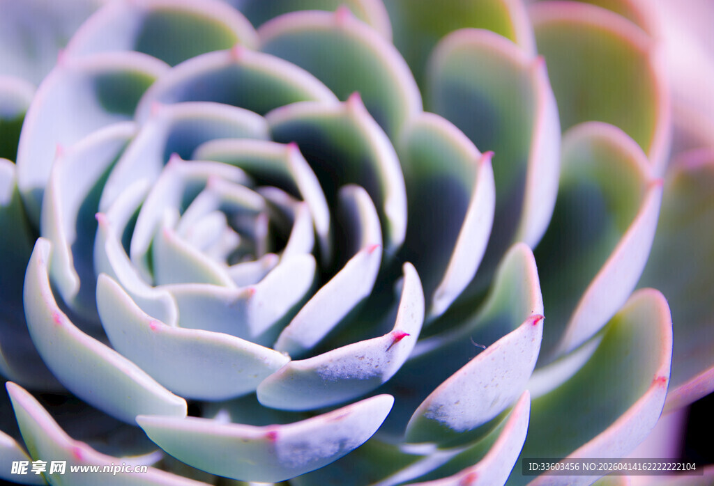 蓝紫色系多肉植物特写