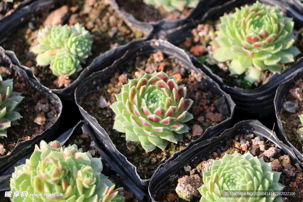 多肉植物盆栽集合