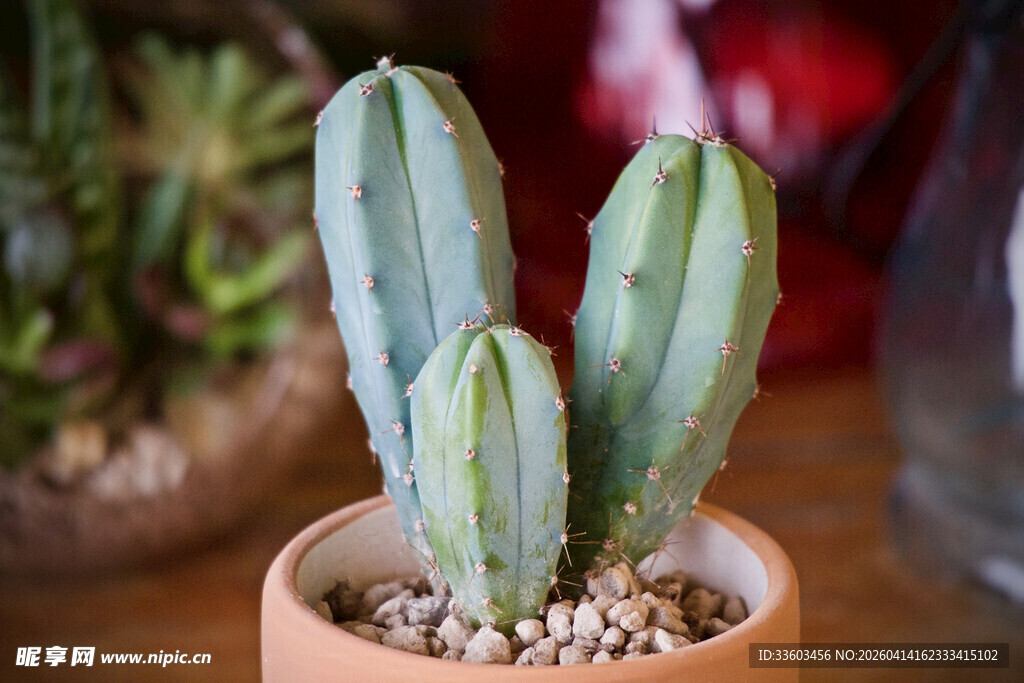 小盆栽仙人掌绿意盎然