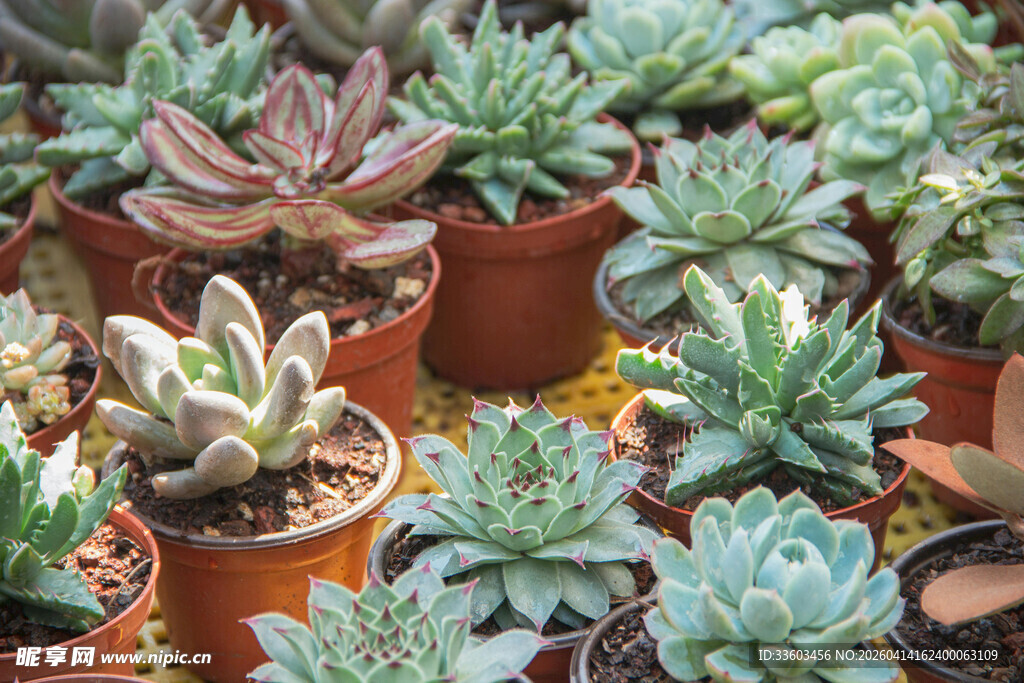 多彩多肉盆栽展示