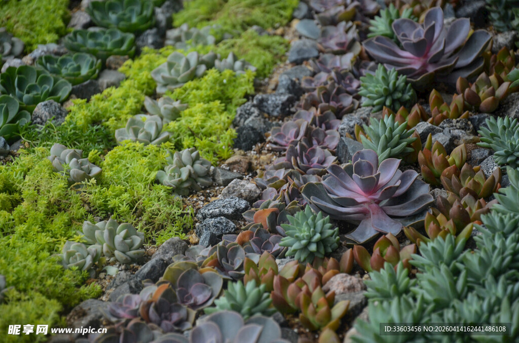 多彩多肉植物墙景观