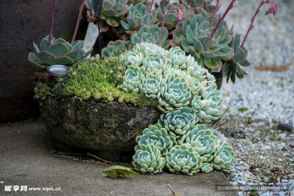 古朴花盆中的多肉植物
