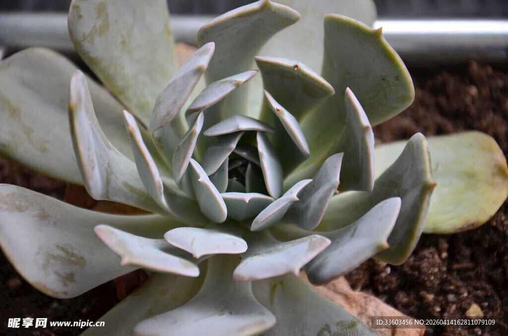 灰绿色多肉植物特写