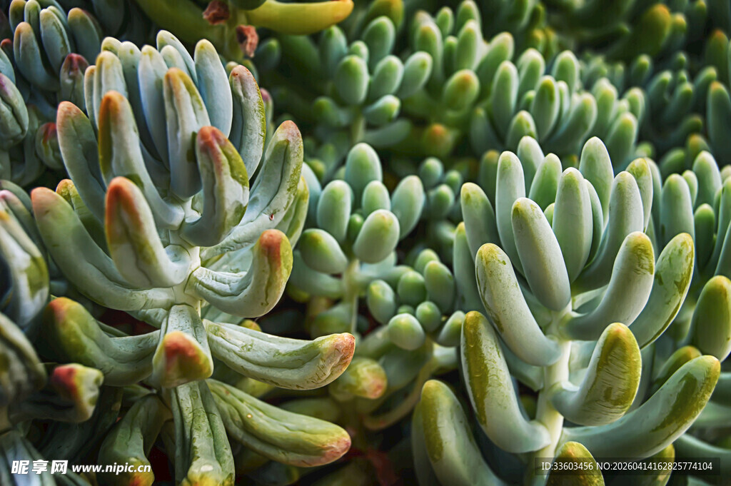 密集排列的多彩多肉植物