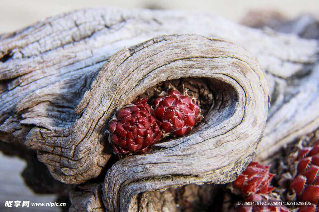 枯木中的红色果实