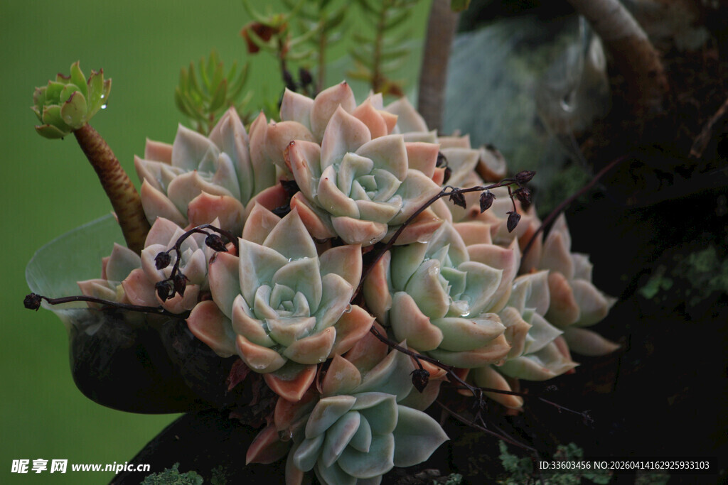 可爱多肉植物特写