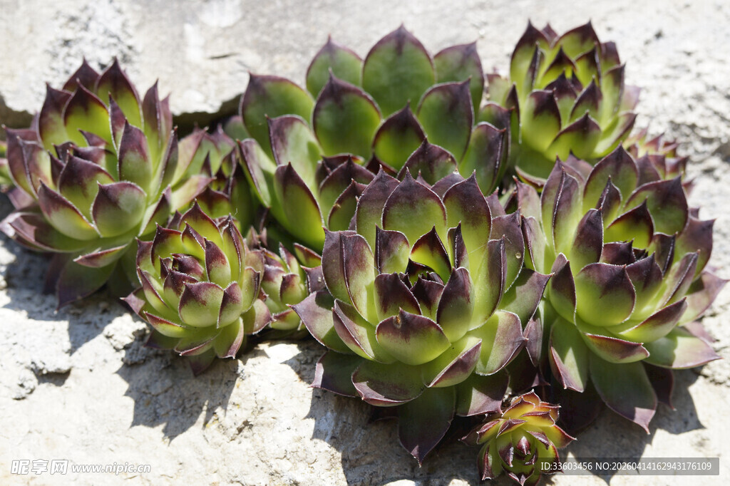紫绿相间的多肉植物群