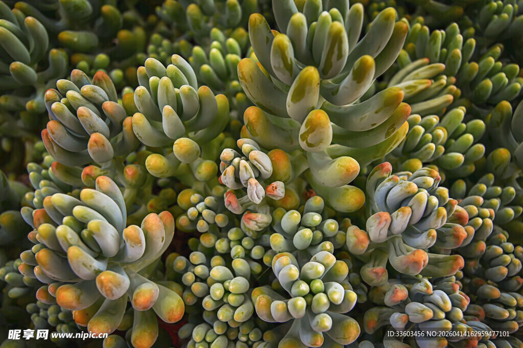 多彩群生多肉植物特写