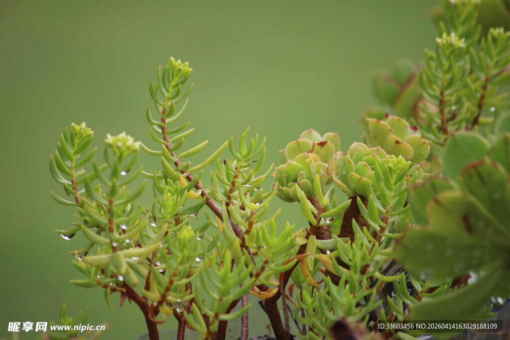 嫩绿植物枝叶特写