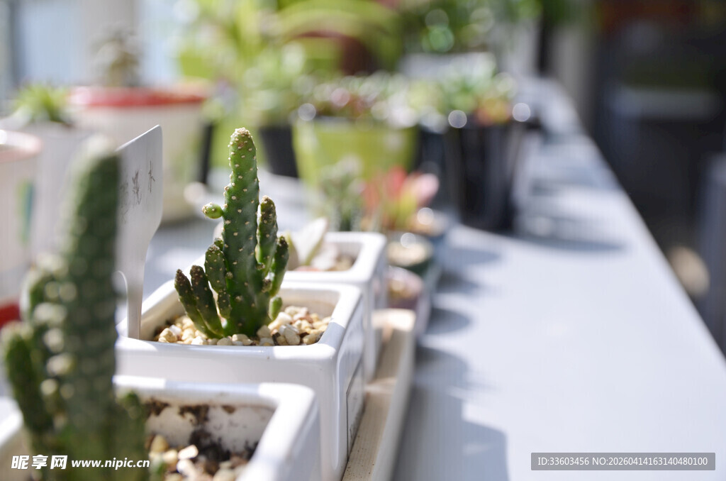 一排可爱小仙人掌盆栽