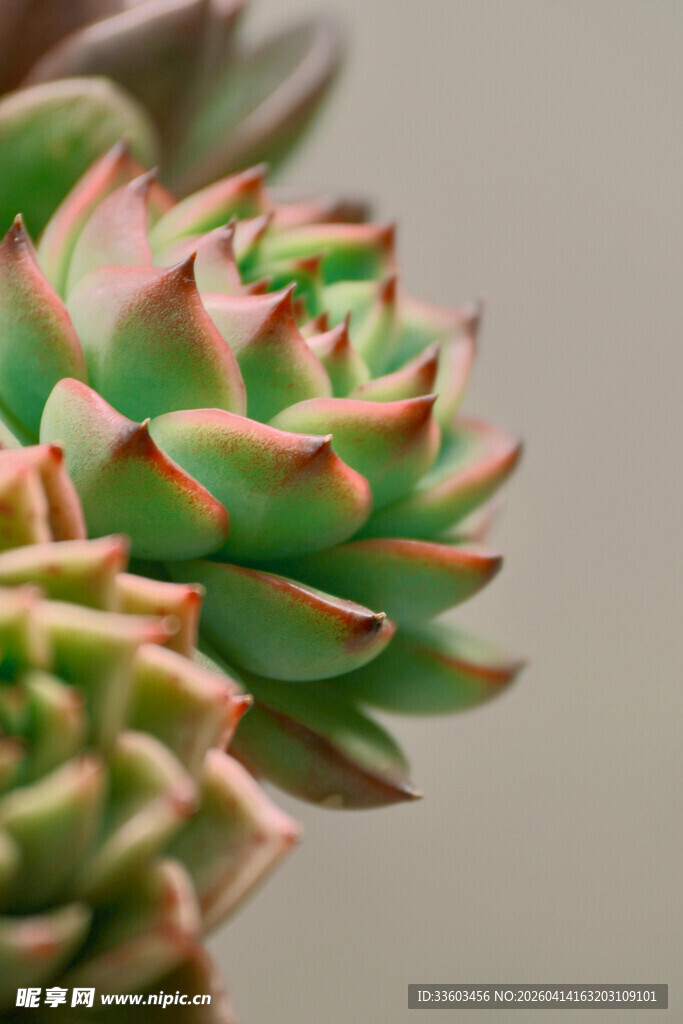 多彩多肉植物特写