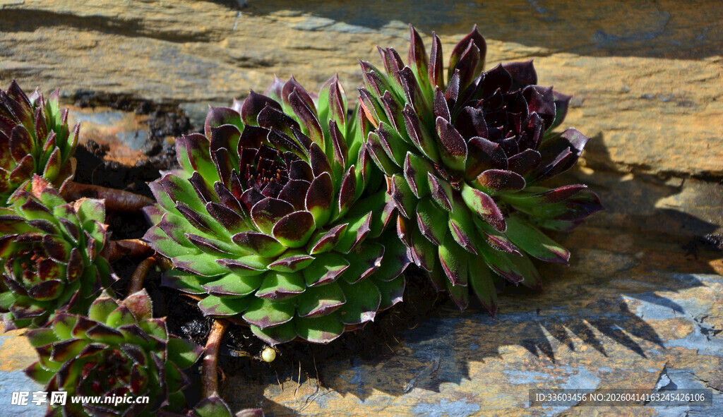多肉植物特写