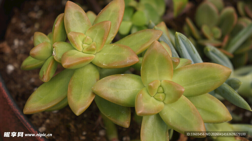 可爱多肉植物特写