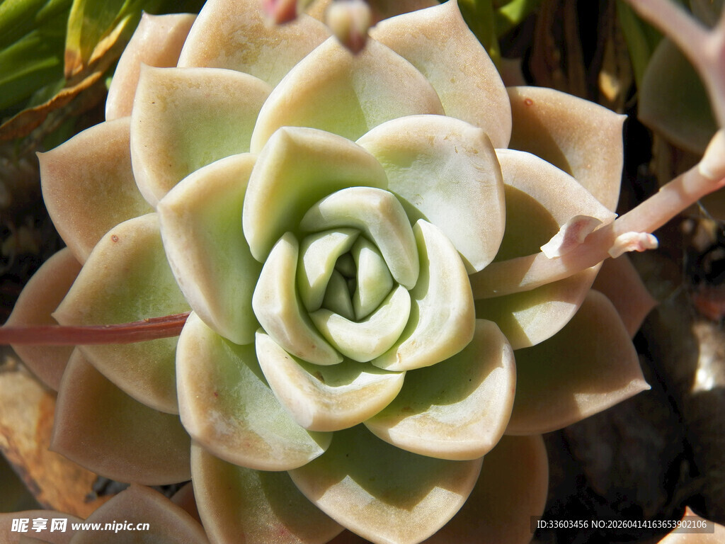精致多肉植物特写