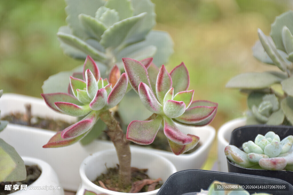 多彩多肉植物盆栽展示