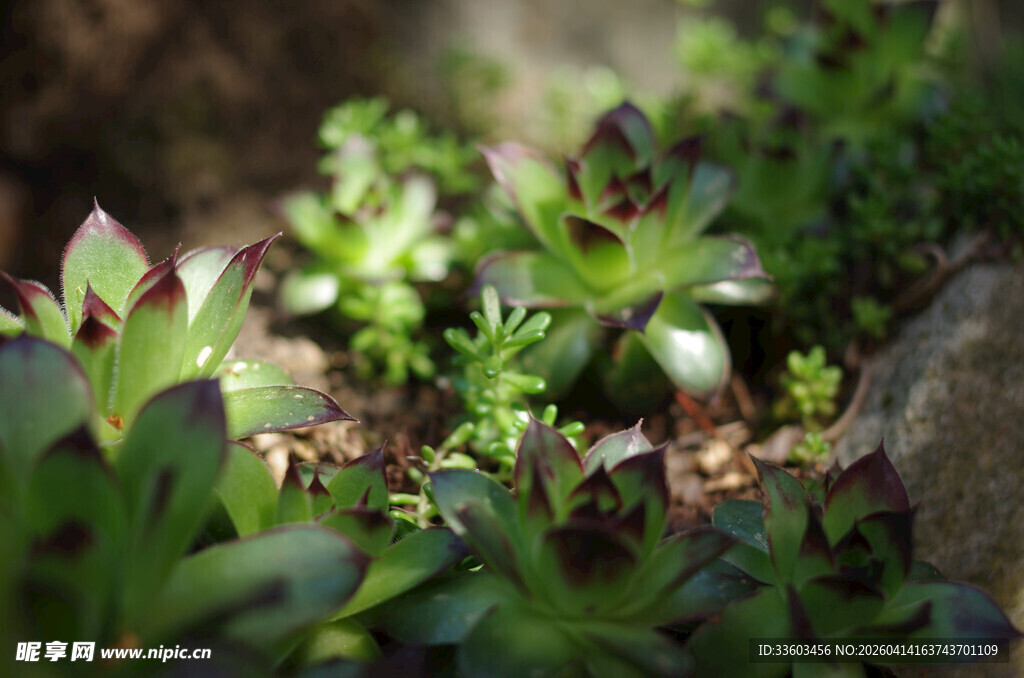阳光下的多肉绿植特写