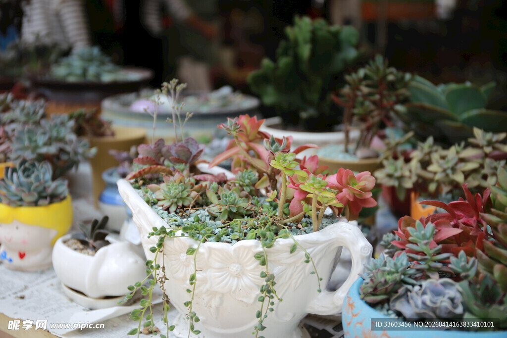 多彩多肉盆栽展示