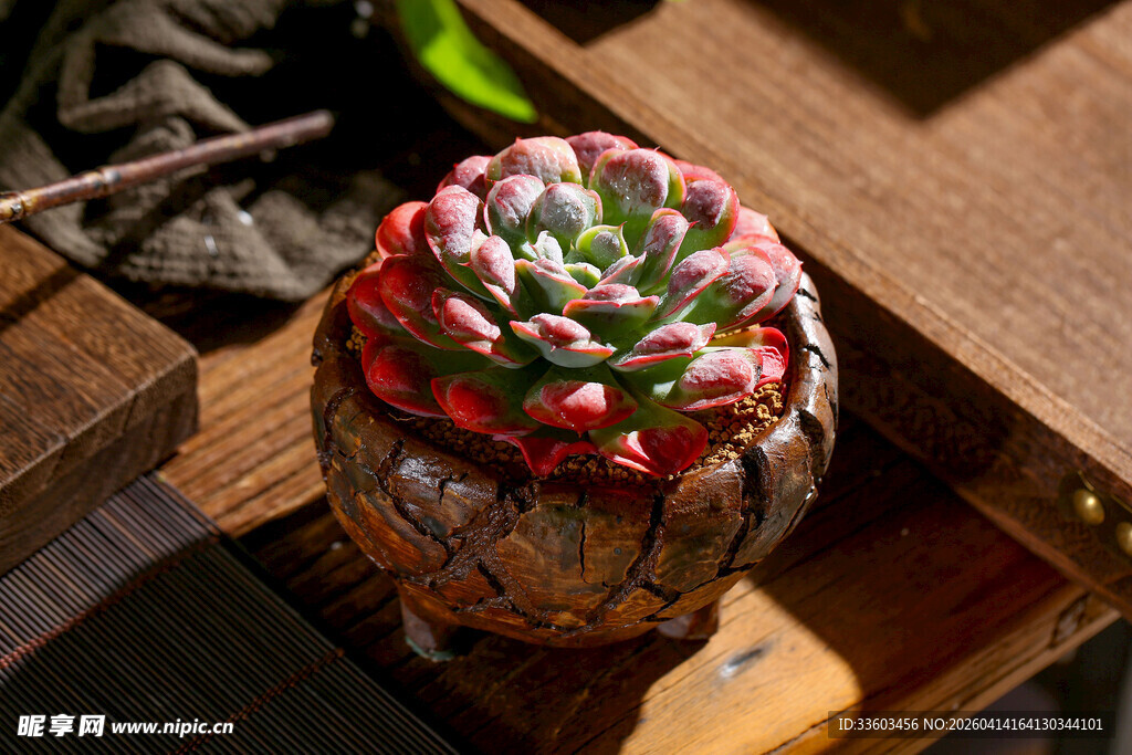 多彩多肉植物特写