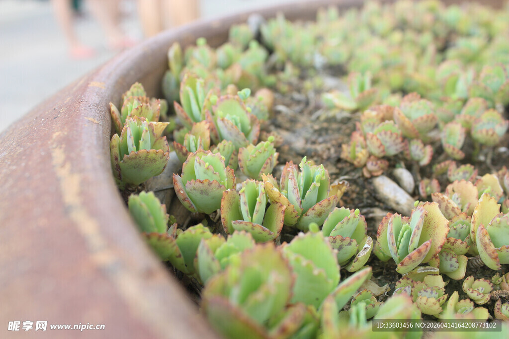 陶盆里的群生多肉植物